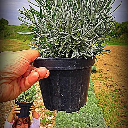 Vakantieboerderij Borgovecchio *