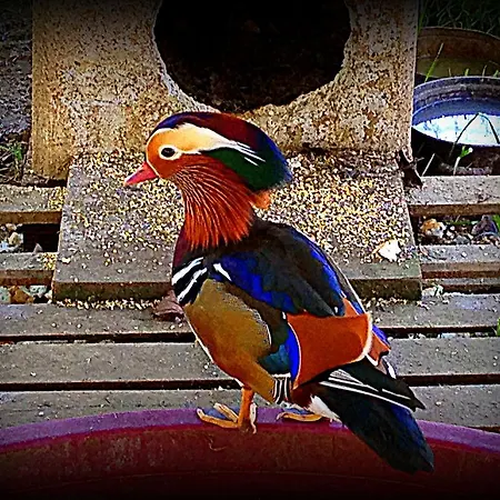 Vakantieboerderij Borgovecchio