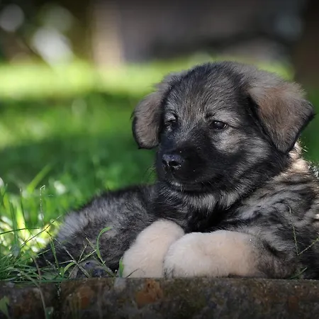 Borgovecchio Romans d'Isonzo