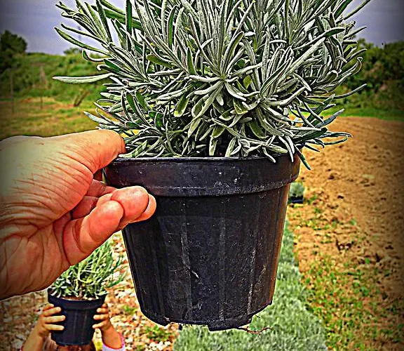 Κατάλυμα σε φάρμα Borgovecchio *