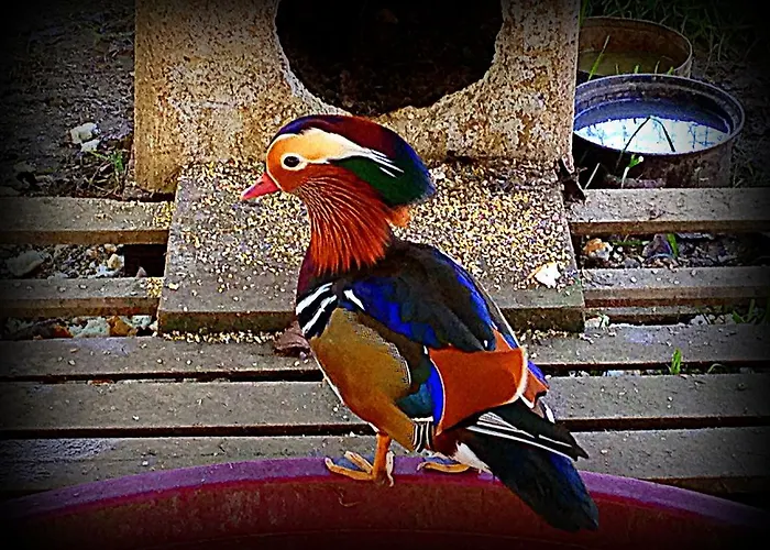 Κατάλυμα σε φάρμα Borgovecchio