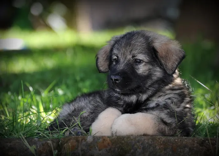 Borgovecchio Romans d'Isonzo