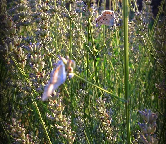 Κατάλυμα σε φάρμα Borgovecchio *